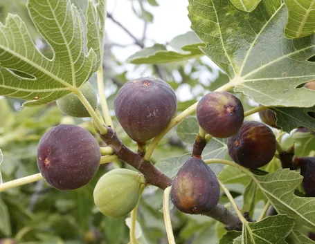 frutti di ficus carica