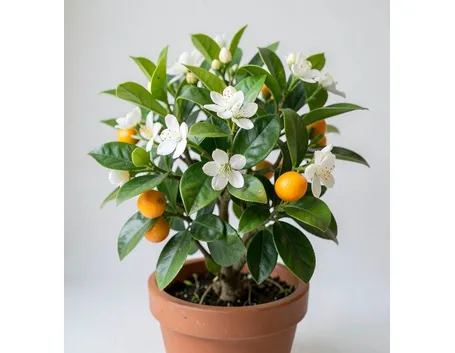 Kumquat