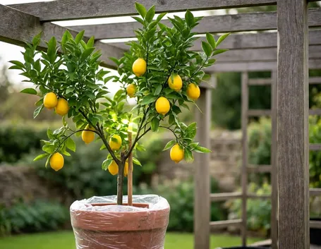 limone