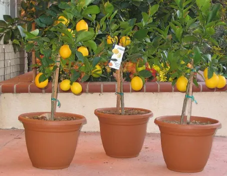 fiori di limone