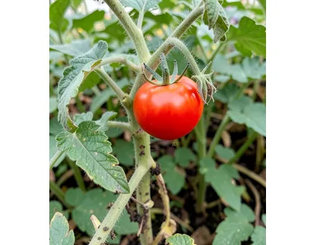 Pomodoro