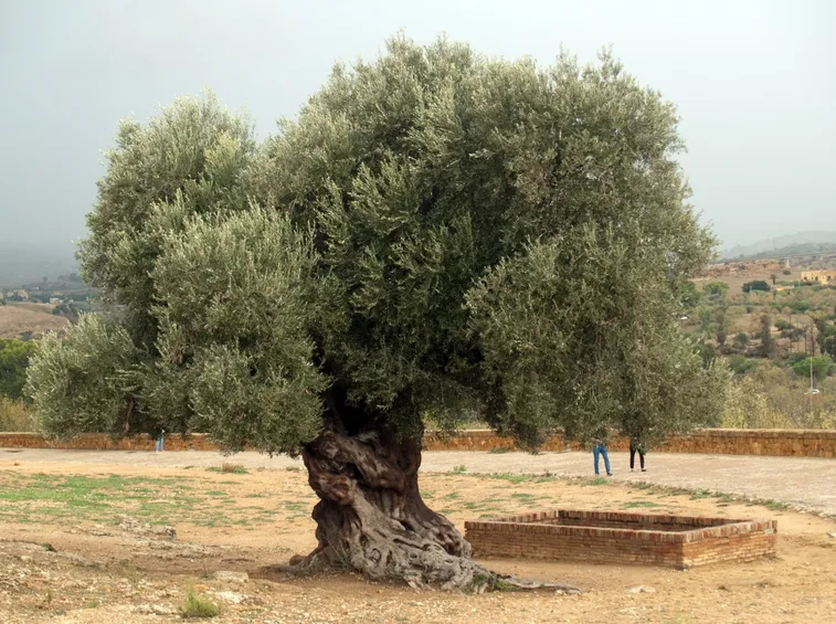 olivo
