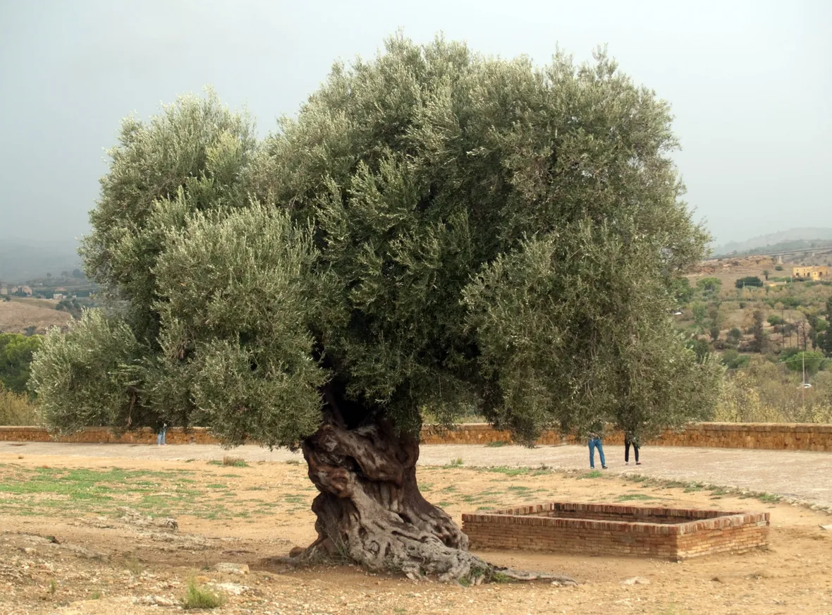 olivo