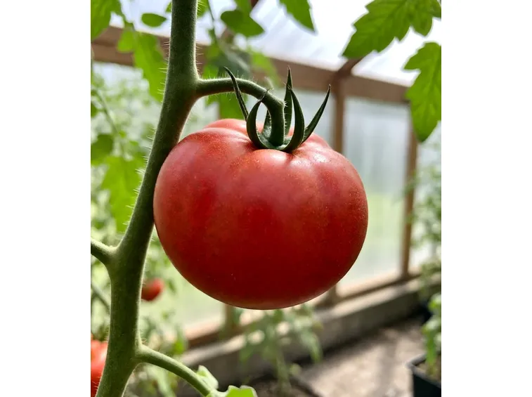 pomodoro