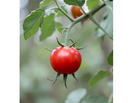 pomodoro