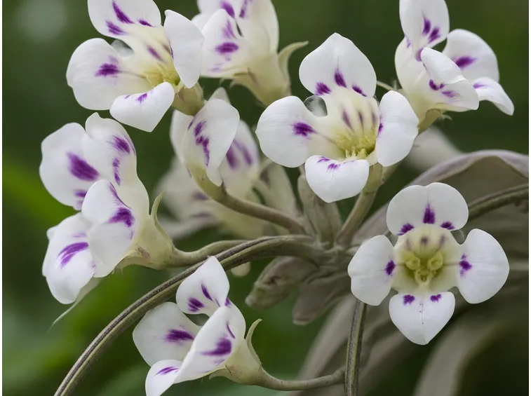 Fiori di catalpa
