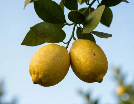Limone