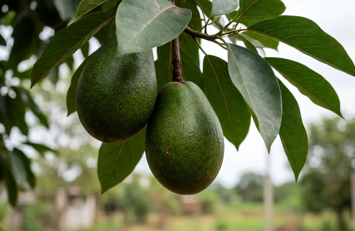frutti avocado