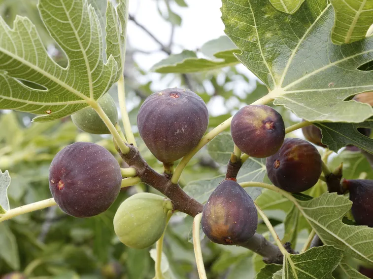 Ficus carica