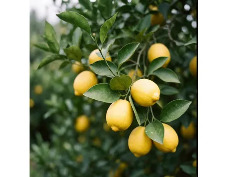 limone