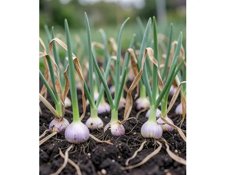 Cipolle nell'orto