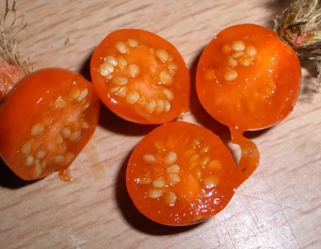 Frutto alkekengi
