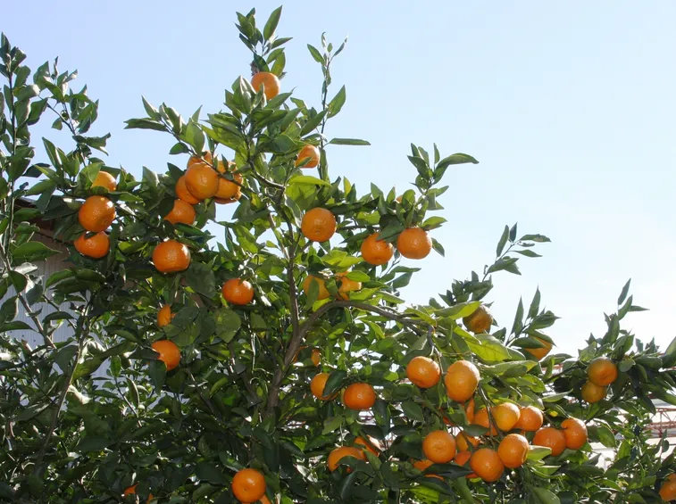 arancio