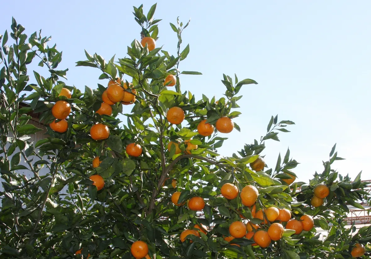 arancio