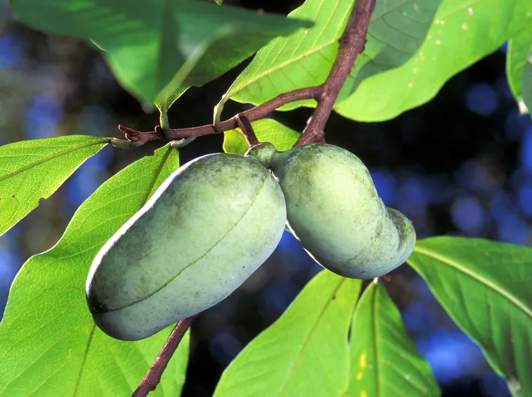 Frutti asimina triloba