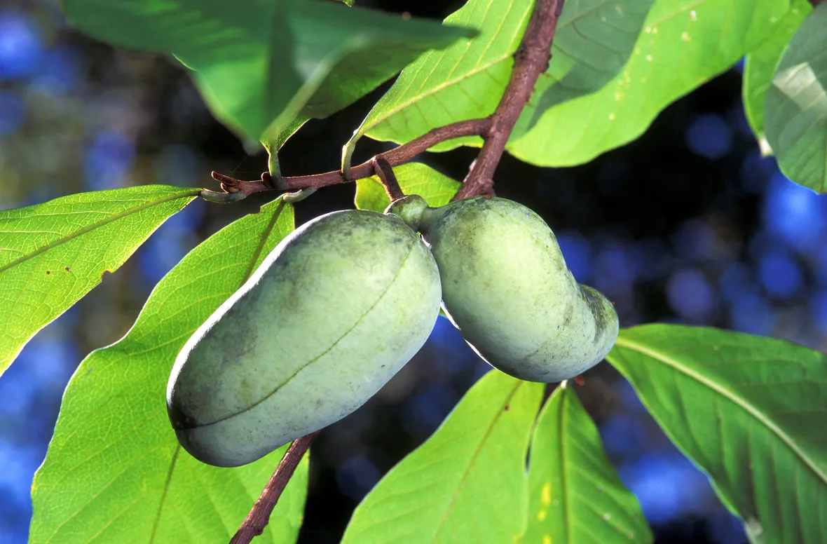 Frutti asimina triloba