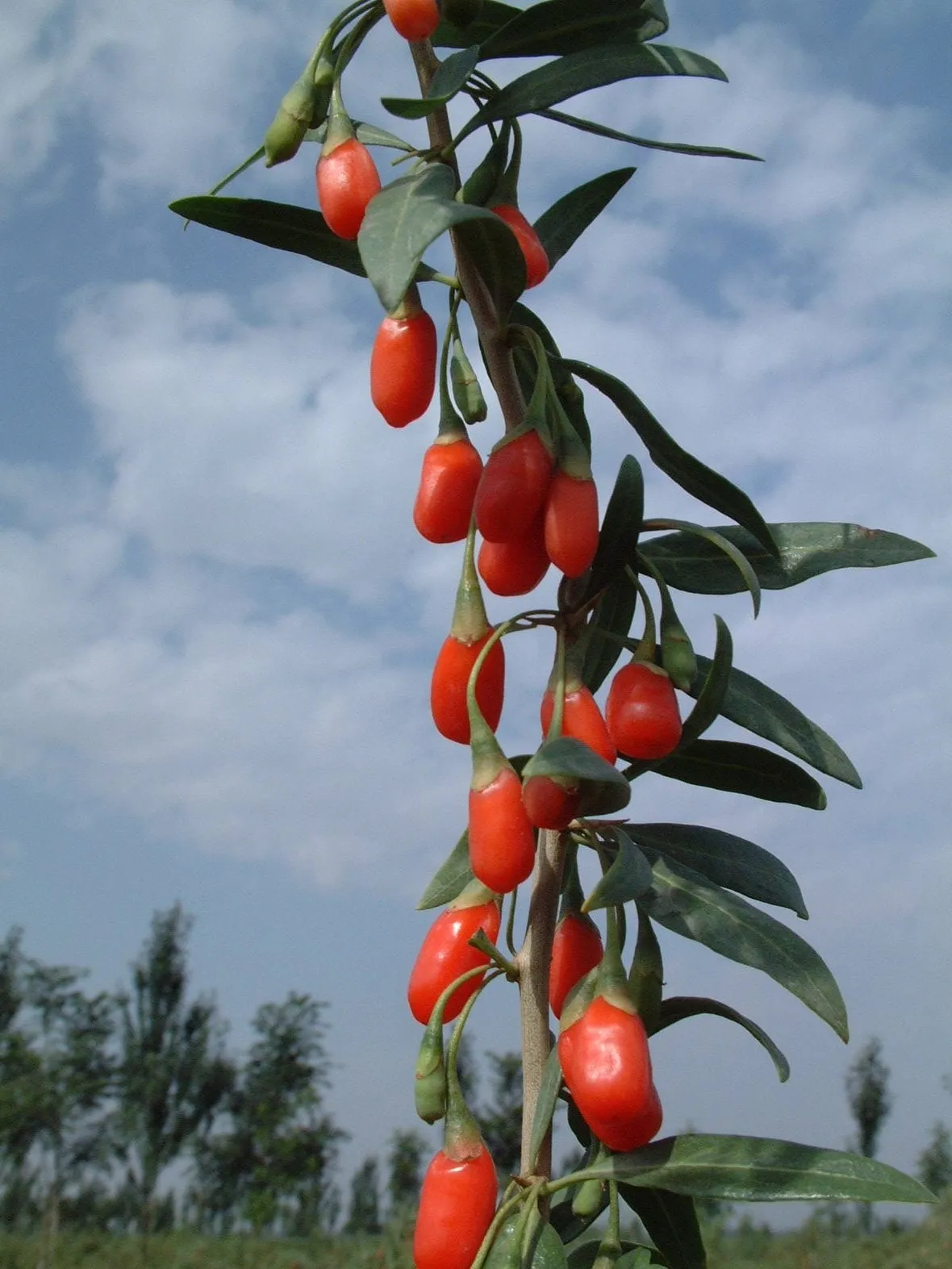 Bacche di Goji sull’albero.