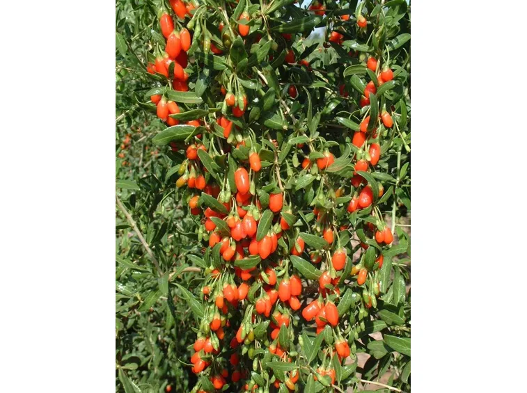 La pianta di Goji