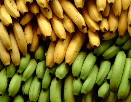 Alberi banano