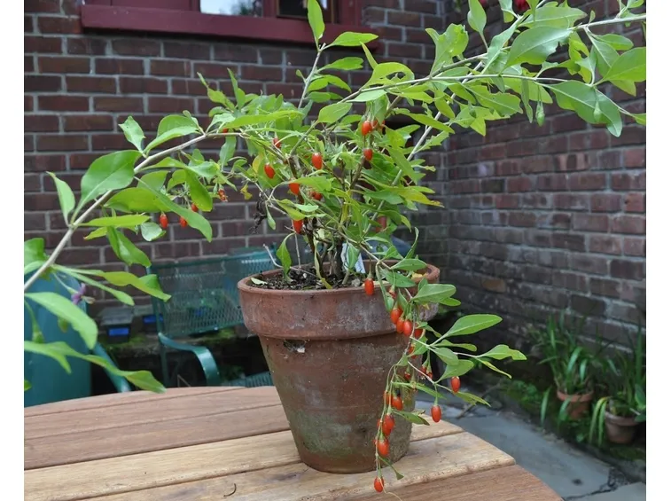 Coltivare la bacca di goji