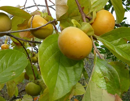 Frutti cachi albero