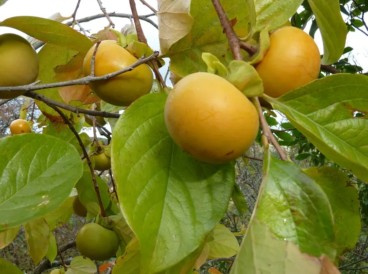 Frutti cachi albero