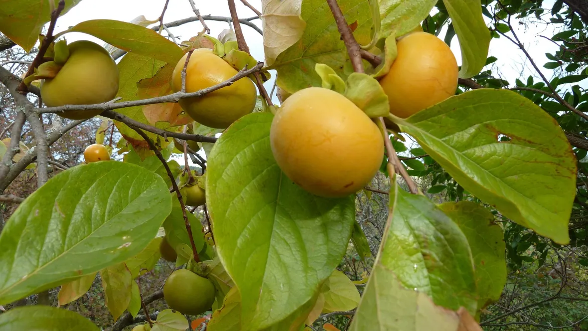 Frutti cachi albero