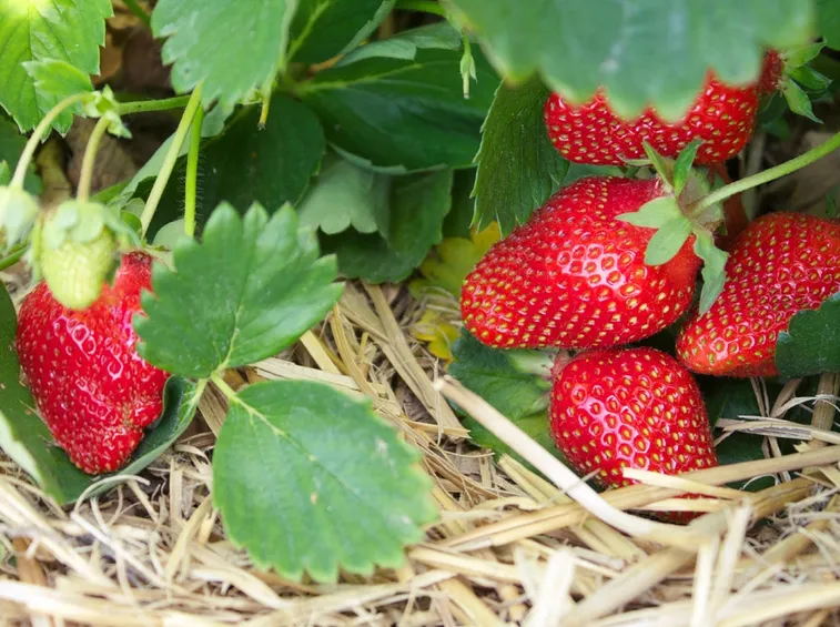 Fragole su pacciamatura naturale