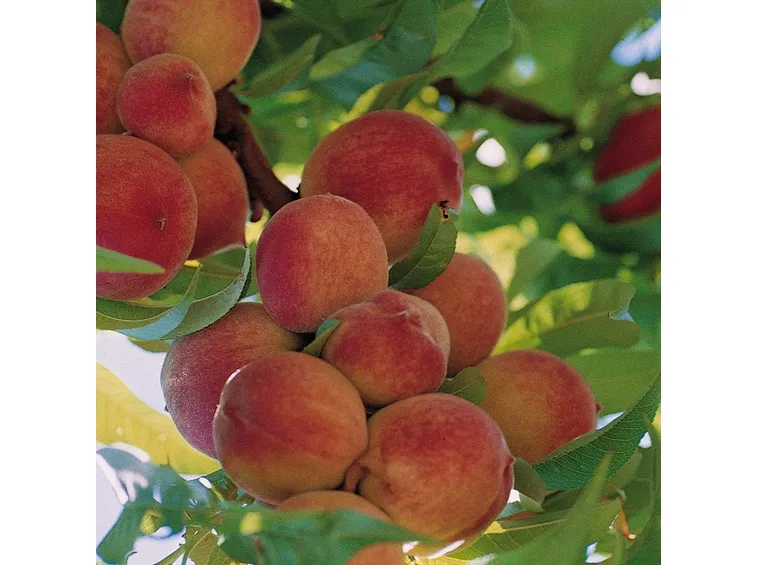 Pesche albero