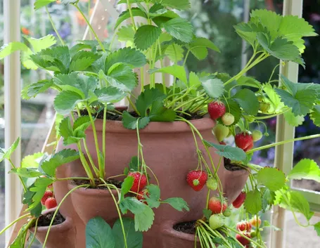 Fragole rampicanti in vaso