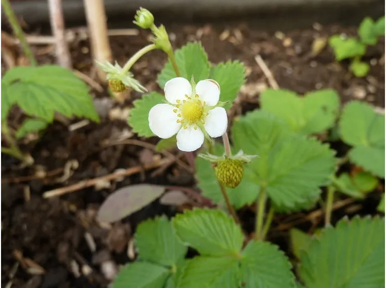 Fiore di fragola