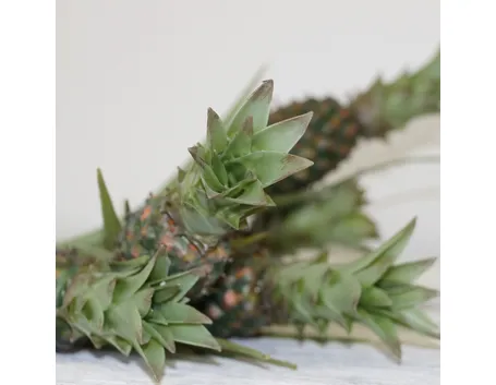 L'ananas