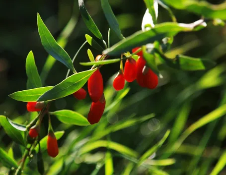 Pianta di goji