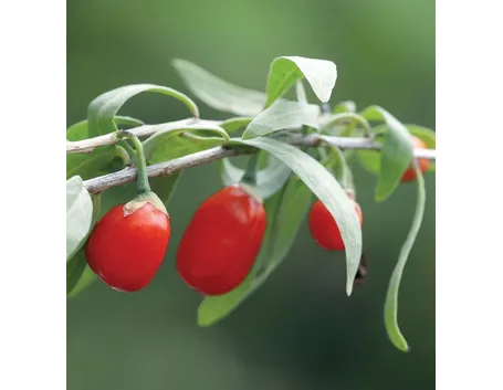 La raccolta delle bacche di goji