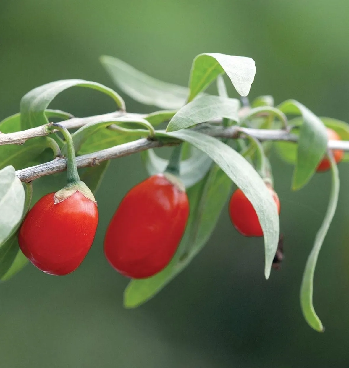 La raccolta delle bacche di goji