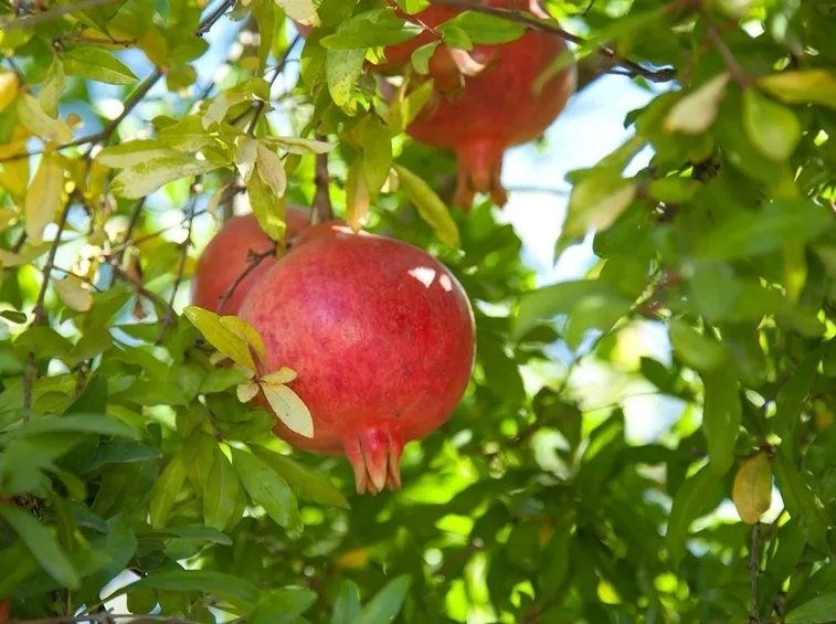 Melagrana frutto