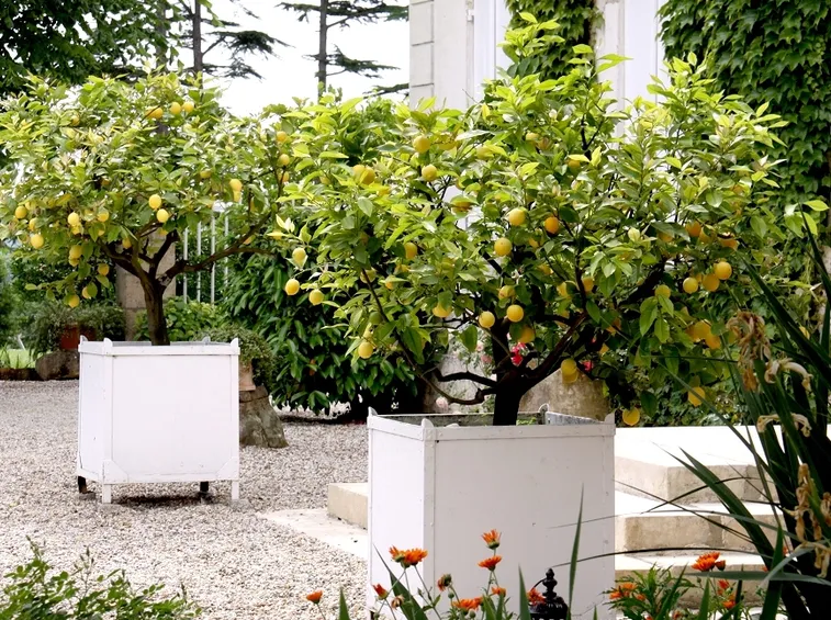 piante limoni