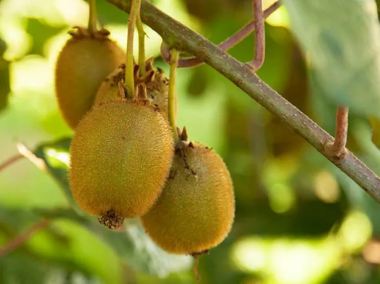 Kiwi frutti