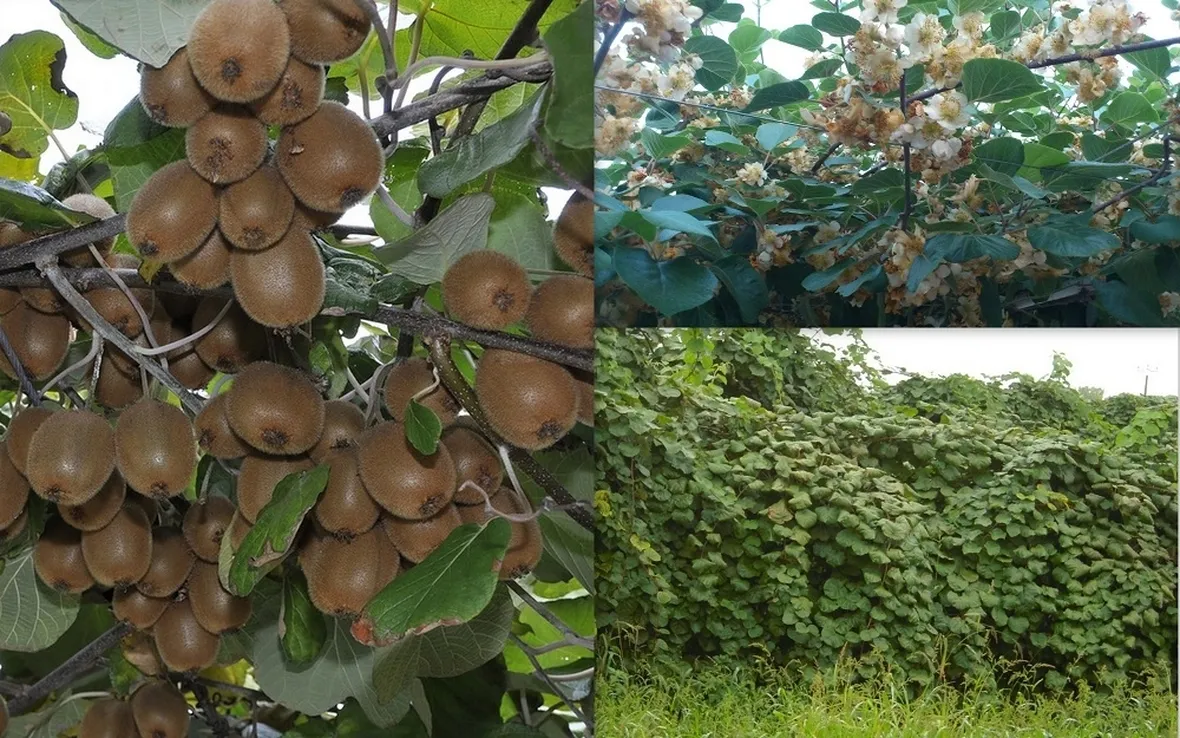 actinidia