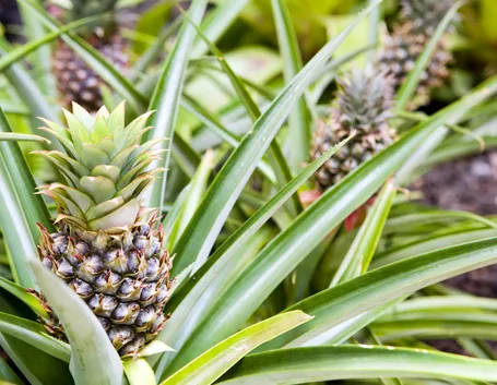 pianta di ananas