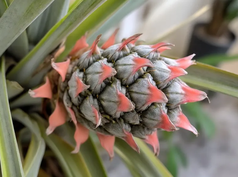 ananas cosmosus