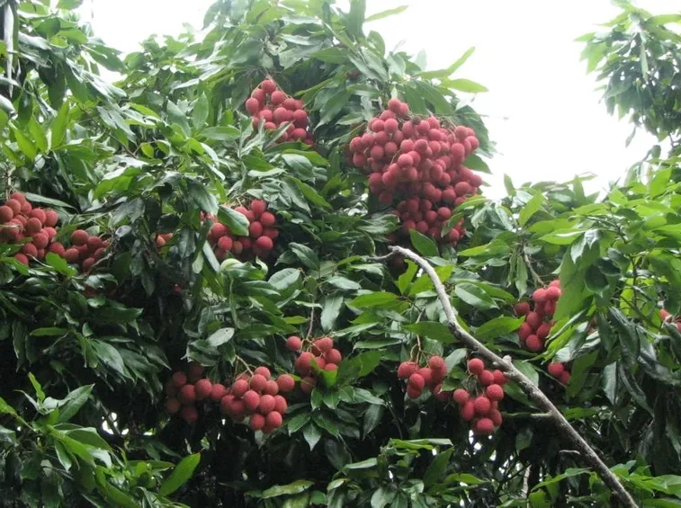 Litchi spontaneo