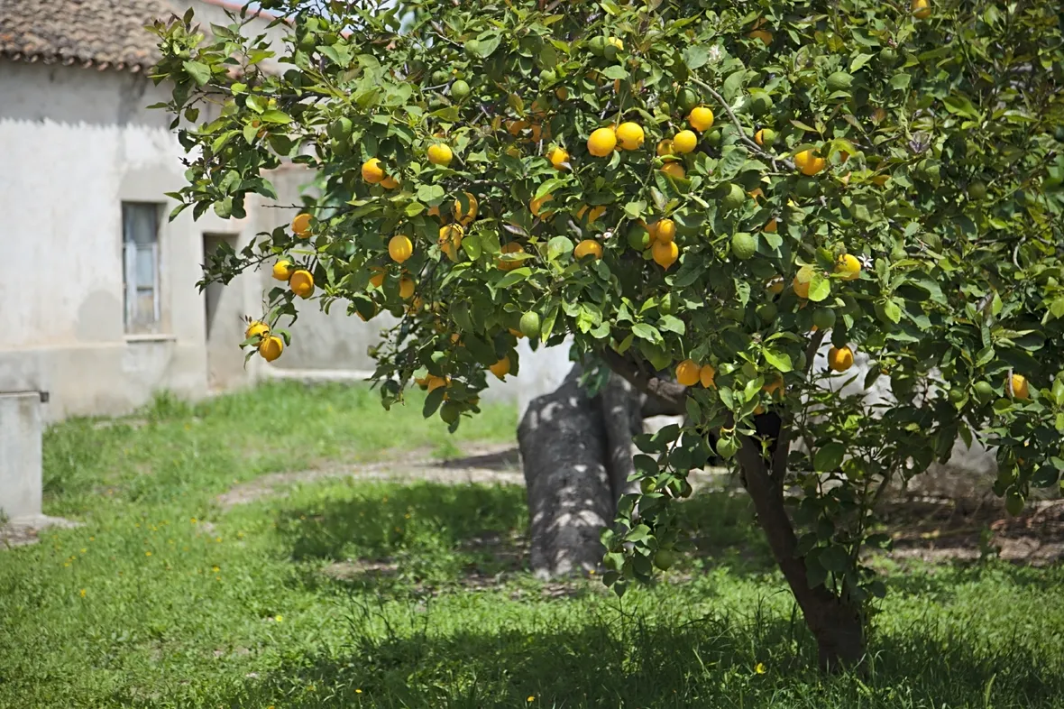 Ramo di limoni