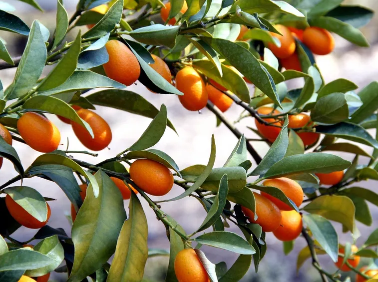 Mandarini cinesi
