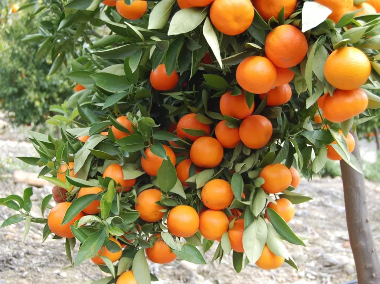 Citrus reticulata