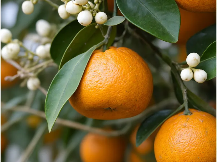 Citrus x unshiu