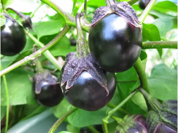 Raccolta anticipata e cosa fare dei frutti già spaccati