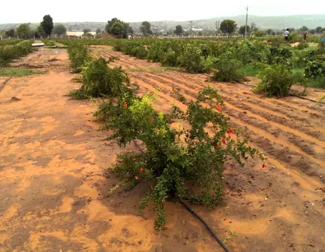 Irrigazione melograno
