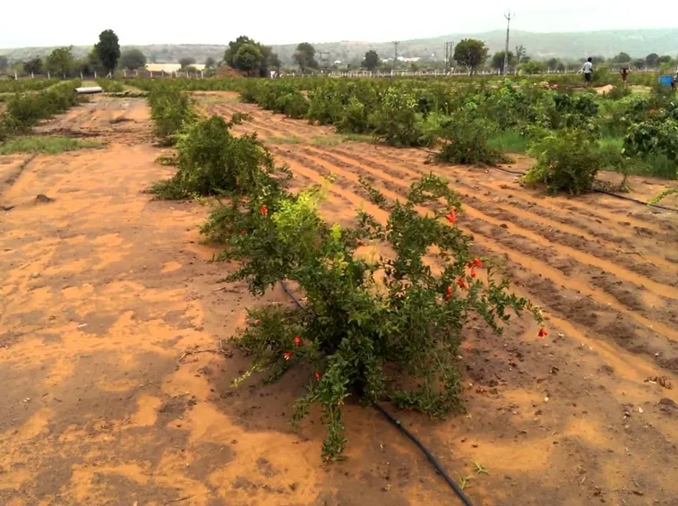 Irrigazione melograno