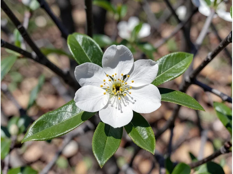 Amolo fiore